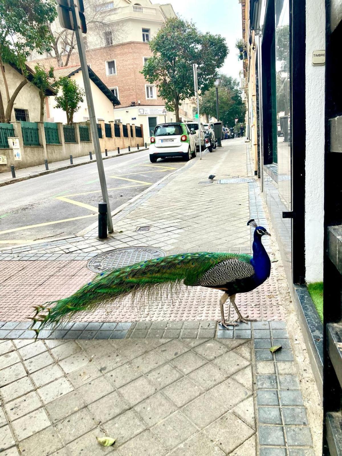 Apartamento Cerca Wizink Center Movistar Arena Y Plaza Toros Las Ventas En Barrio De Salamanca Madrid Eksteriør billede